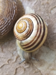 Cepaea