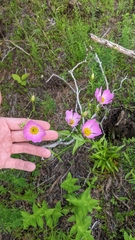 Sabatia kennedyana