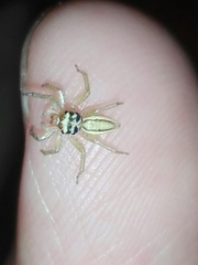 Phintelloides jesudasi