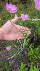Sabatia kennedyana