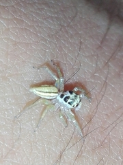 Phintelloides jesudasi