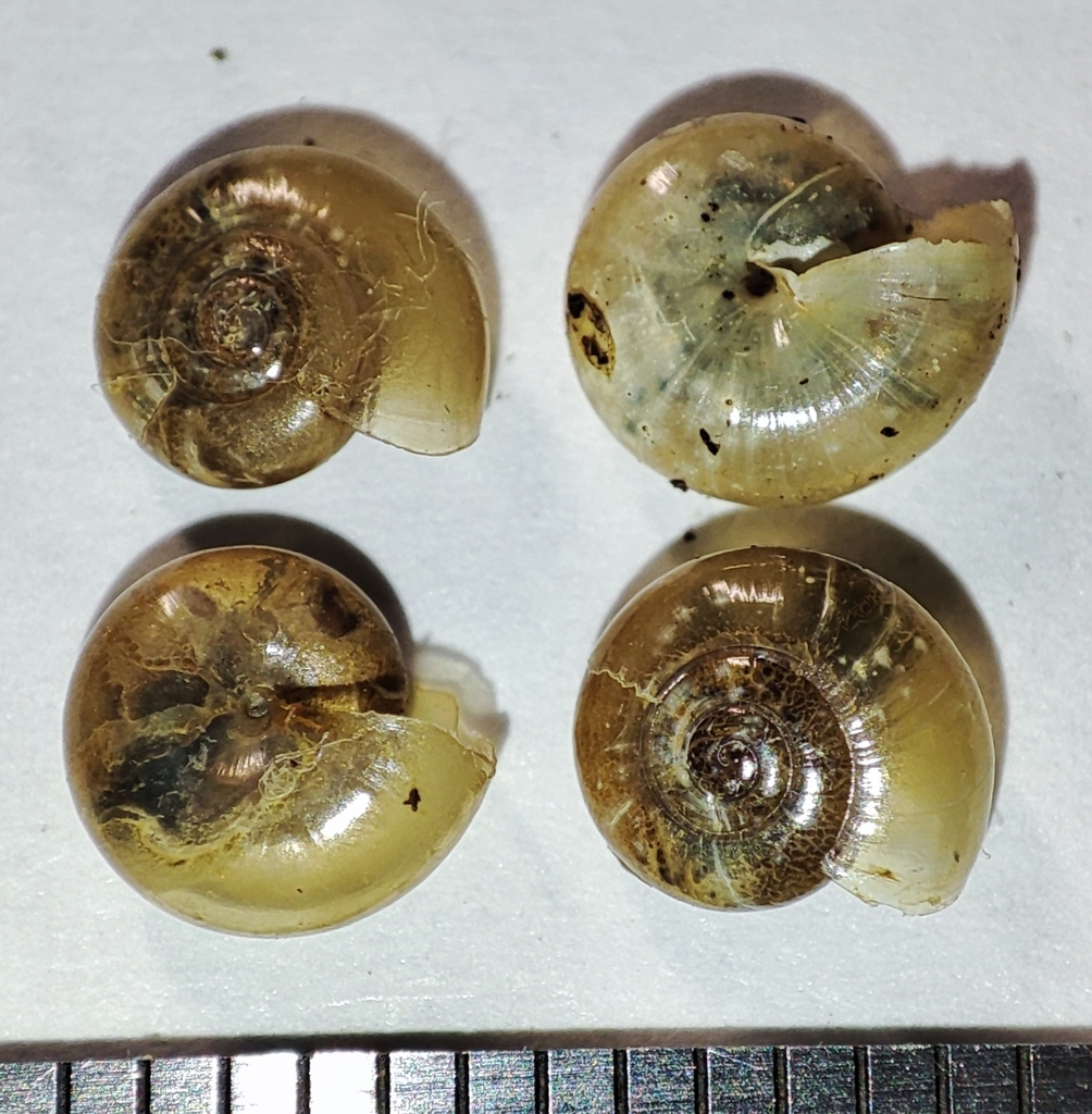 Mediterranea depressa