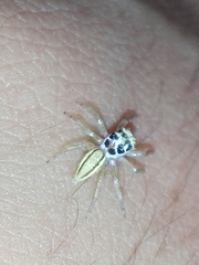 Phintelloides jesudasi