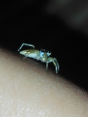 Phintelloides jesudasi