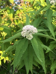 Eupatorium glehnii