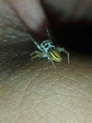 Phintelloides jesudasi