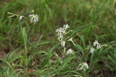 Dianthus superbus stenocalyx