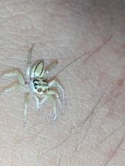 Phintelloides jesudasi