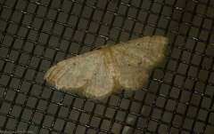 Idaea pilosata