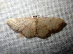 Idaea craspedota