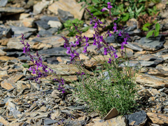 Linaria elegans