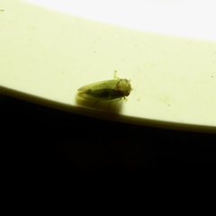 Iassus lanio