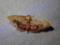 Idaea egenaria