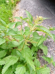 Urtica dioica