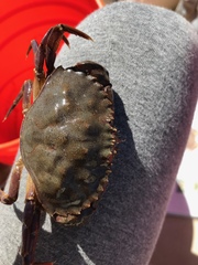 Metacarcinus anthonyi