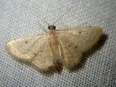 Idaea sundapilosata