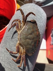 Metacarcinus anthonyi