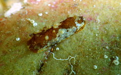 Aphelodoris berghi