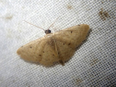 Idaea sundapilosata