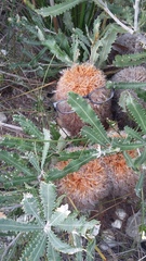 Banksia baueri