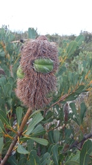 Banksia oreophila
