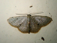 Idaea sundapilosata