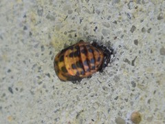 Coccinella septempunctata