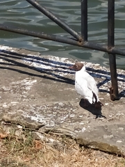 Chroicocephalus ridibundus