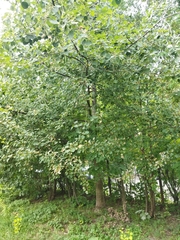 Populus tremula