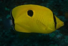 Chaetodon interruptus