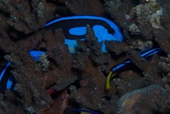 Paracanthurus hepatus
