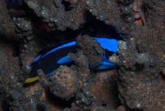 Paracanthurus hepatus