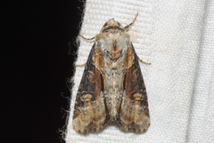 Lateroligia ophiogramma