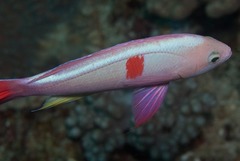 Pseudanthias cooperi