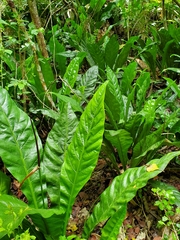 Anthurium crenatum