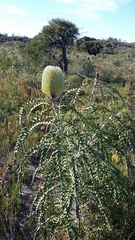 Banksia speciosa