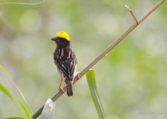 Ploceus benghalensis