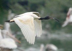 Threskiornis melanocephalus