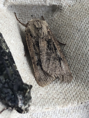 Agrotis clavis