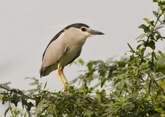 Nycticorax nycticorax