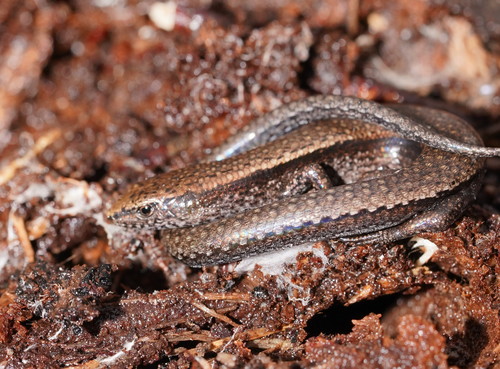Southern Forest Coolskink