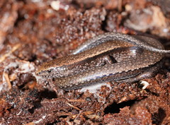 Southern Forest Cool-Skink photo 4