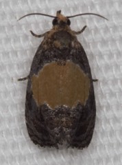 Olethreutes osmundana