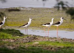 Himantopus himantopus