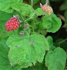 Rubus × loganobaccus