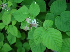 Rubus × loganobaccus