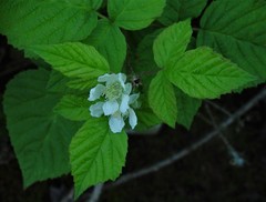 Rubus × loganobaccus