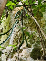 Selenicereus triangularis