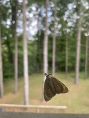 Lymantria dispar dispar