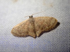 Lophophleps phoenicoptera